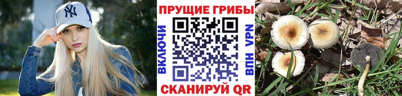 Галлюциногенные грибы Psilocybe  shop наркотические препараты  Кемерово 